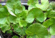 Exploring Gotu Kola: Potential Impacts on Brain Health and Cognitive Vitality